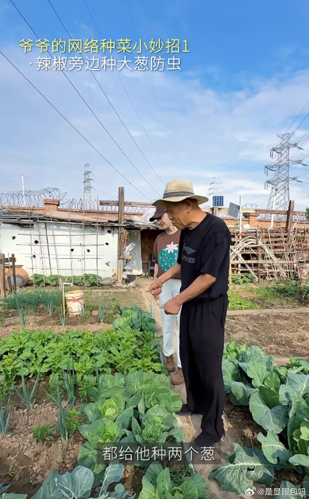 梅婷穿白裤子下地，菜园比剧里安杰家菜园都大，但上面全是高压线！