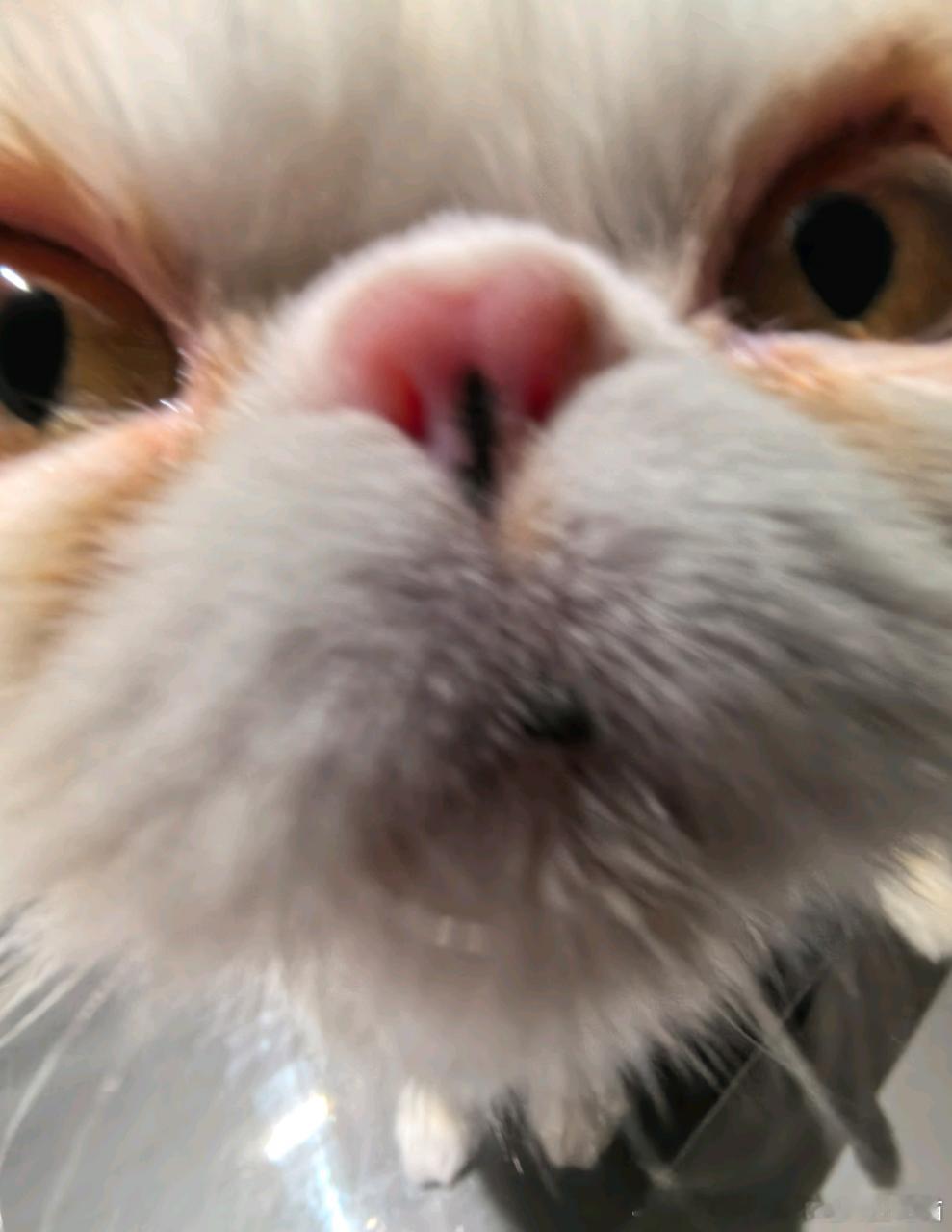 49169【丑猫】波特你也很为咪着迷吧