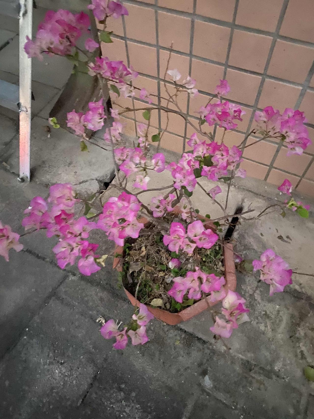 “机车大咖”车祸中死去；“大胃王”因为肥胖死亡；“网络酒神”酒精中毒死亡……。一