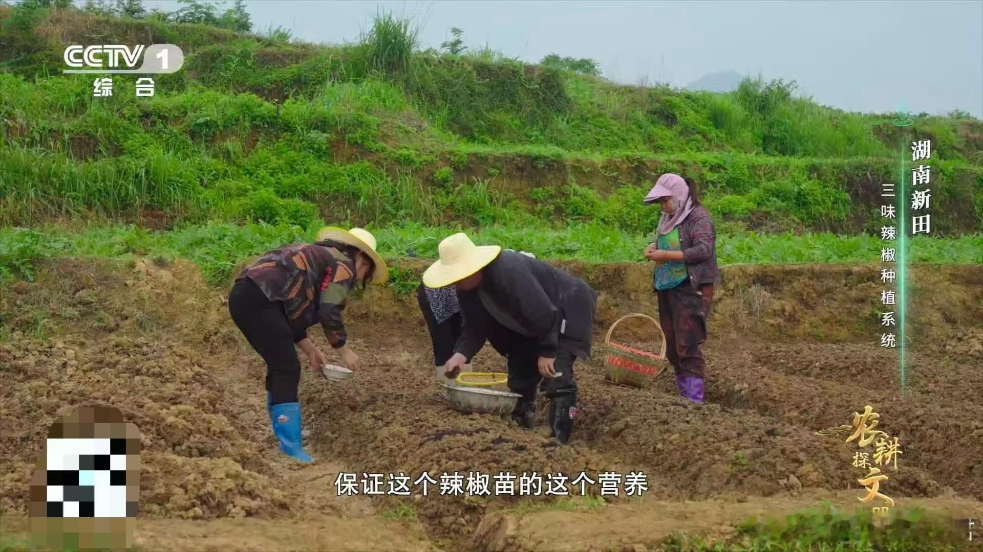 湖南人把田螺用到了极致！剪尾去盖成“育苗杯”，覆盖稻草当“温棚”，移栽时再变“天