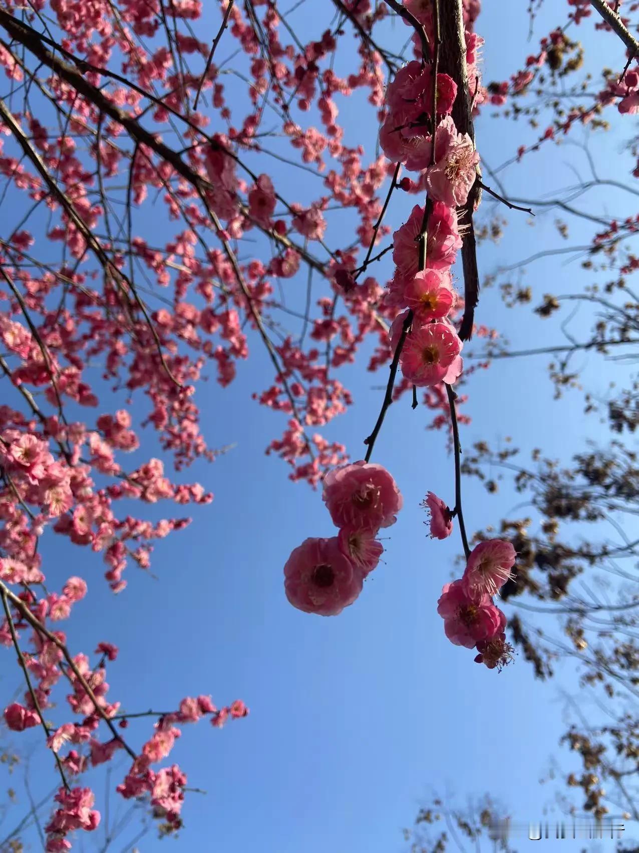 长沙赏梅攻略：邂逅冬日浪漫一、最佳赏梅时间长沙梅花一般在1月下旬至3月上