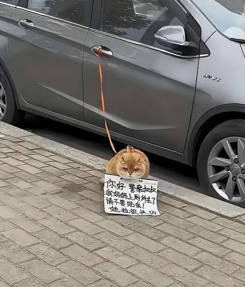 你们猜交警看到之后会不会贴条