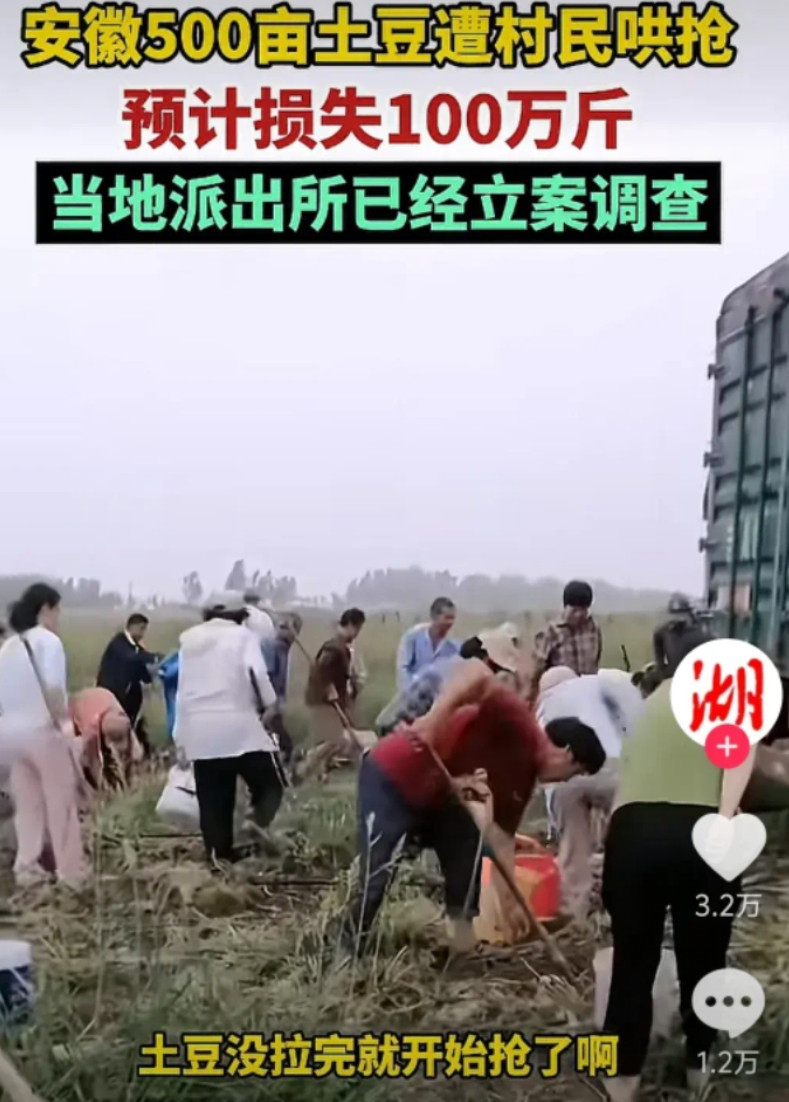 100万斤土豆被抢后续，种植户曾先生才是最绝望的：自己辛苦种的土豆不仅被偷了，而