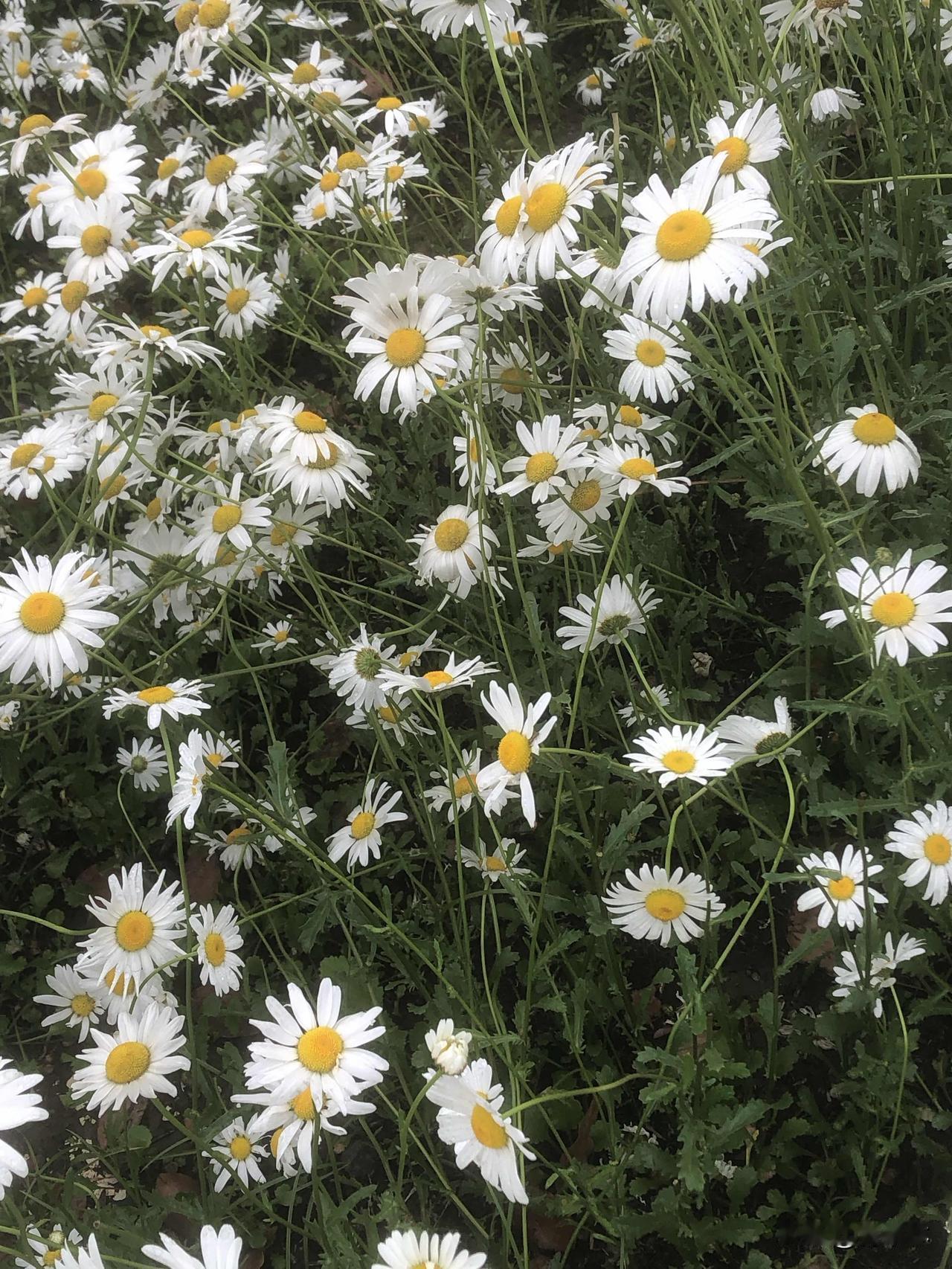 今天天气不好，下小雨，燃气公园里的花全开了，随手拍的小雏菊和黄花，开得热热闹闹的
