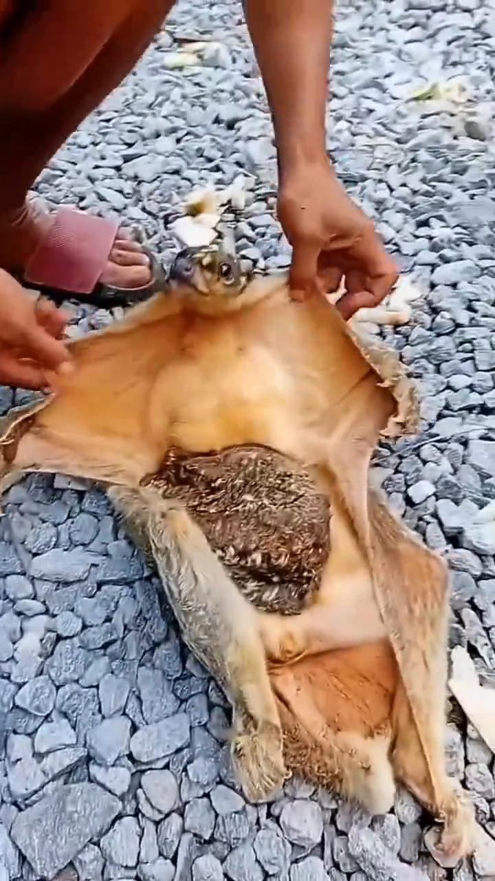 卧槽了，什么玩意？在哪来的？以前没见过。长得像兔子，还没有耳朵，肚子上一块囔囔踹