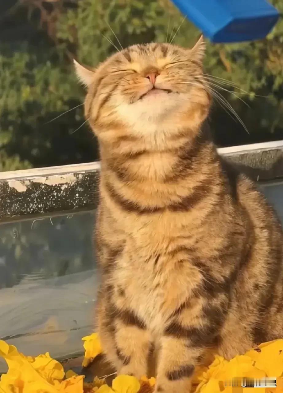 一只上了人民日报的猫猫，获奖后的感言怪不得俺家主人经常晒太阳，原来，晒太阳时