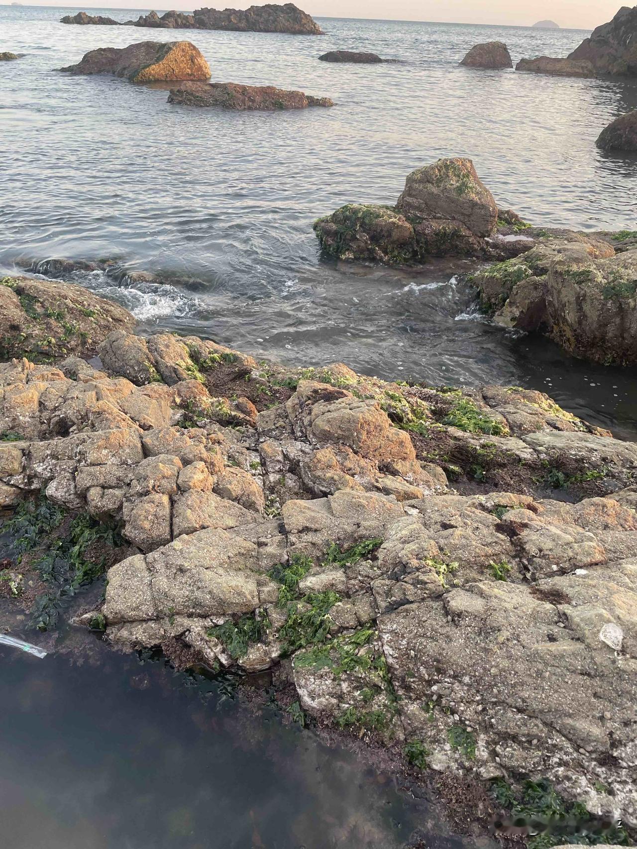 青岛海边，傍晚，落日余晖照在沙滩上，只有苔藓的绿色还是那么清新。