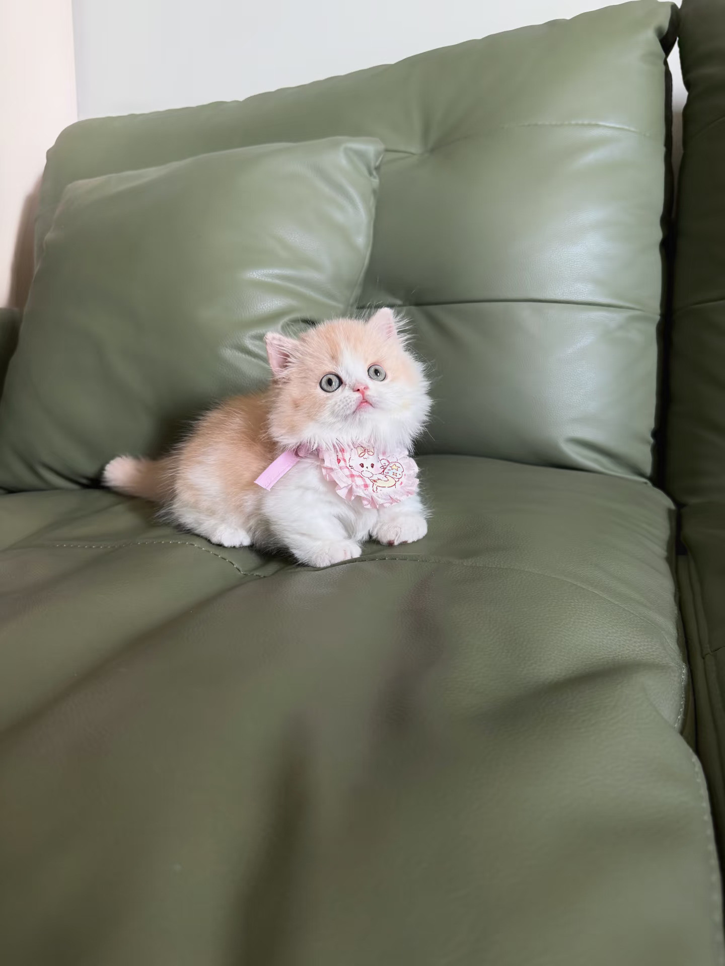 洋娃娃小奶猫｜乳白拿破仑甜妹蹲🏡