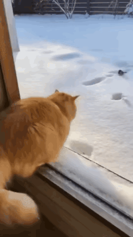 哈哈，这个画面感也太强了！猫咪这一跳，直接把自己给跳蒙圈了。前一秒还在窗