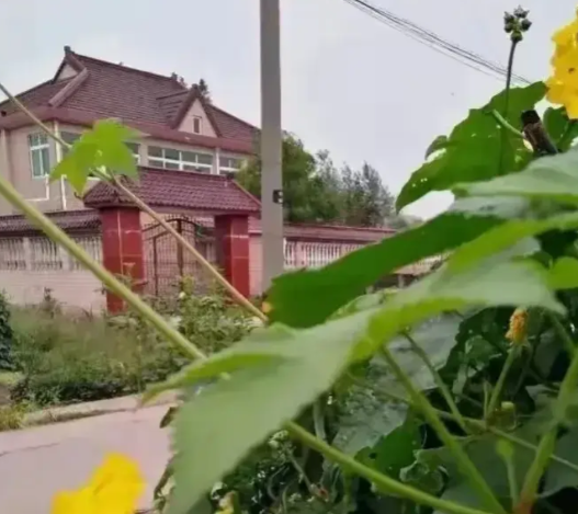 彩礼，我还是坚持我多年来的调查。就是说彩礼应该限制在合理的范围，即应该限制在当地