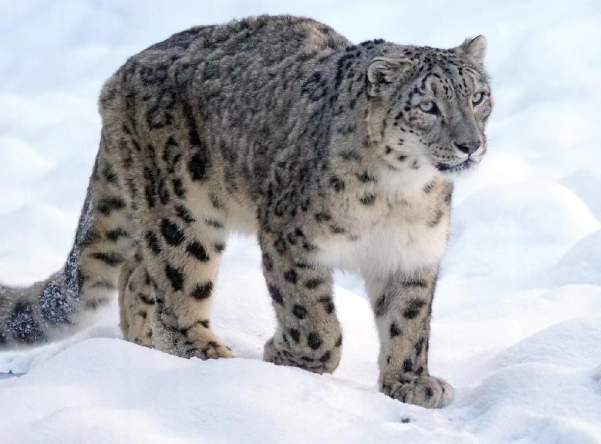 上过热搜的那只新疆小雪豹去救助中心吃官粮了，有了临时编制，计划开春后再放归山林，