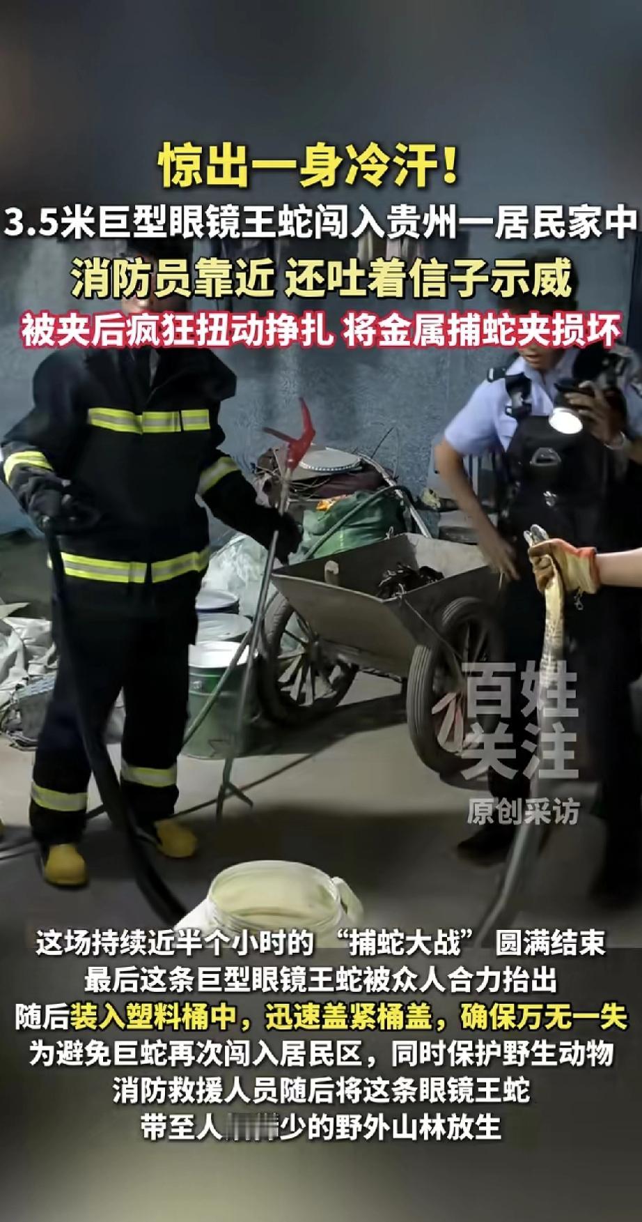 真是吓死人！贵州一居民家里，突然闯进一条3.5米长的巨型眼镜王蛇，吐着信子超凶。
