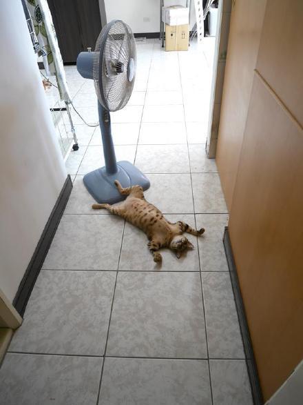 家里的猫最近特别爱摆这个姿势...几个意思呢？