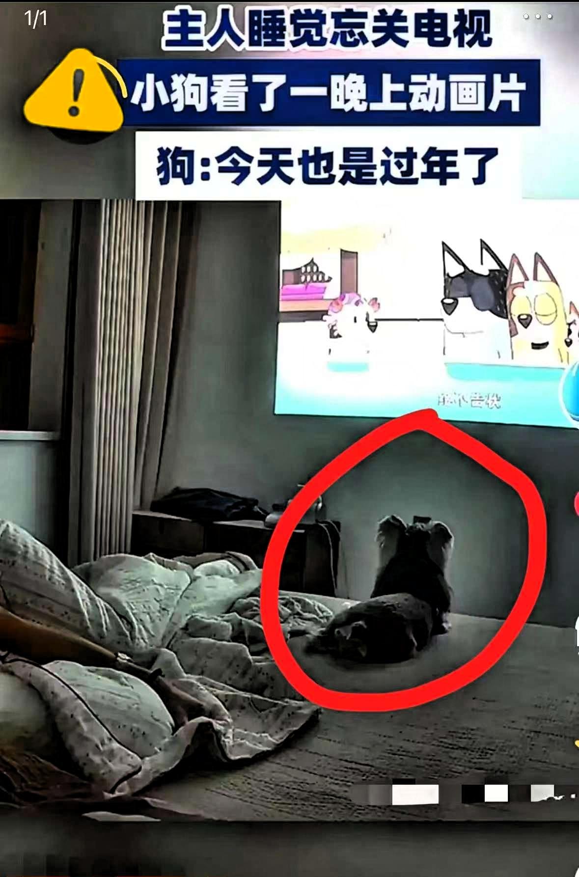 近日山东，男子睡觉忘关电视，清晨一睁眼直接笑到拍大腿！自家狗子居然，死死盯着
