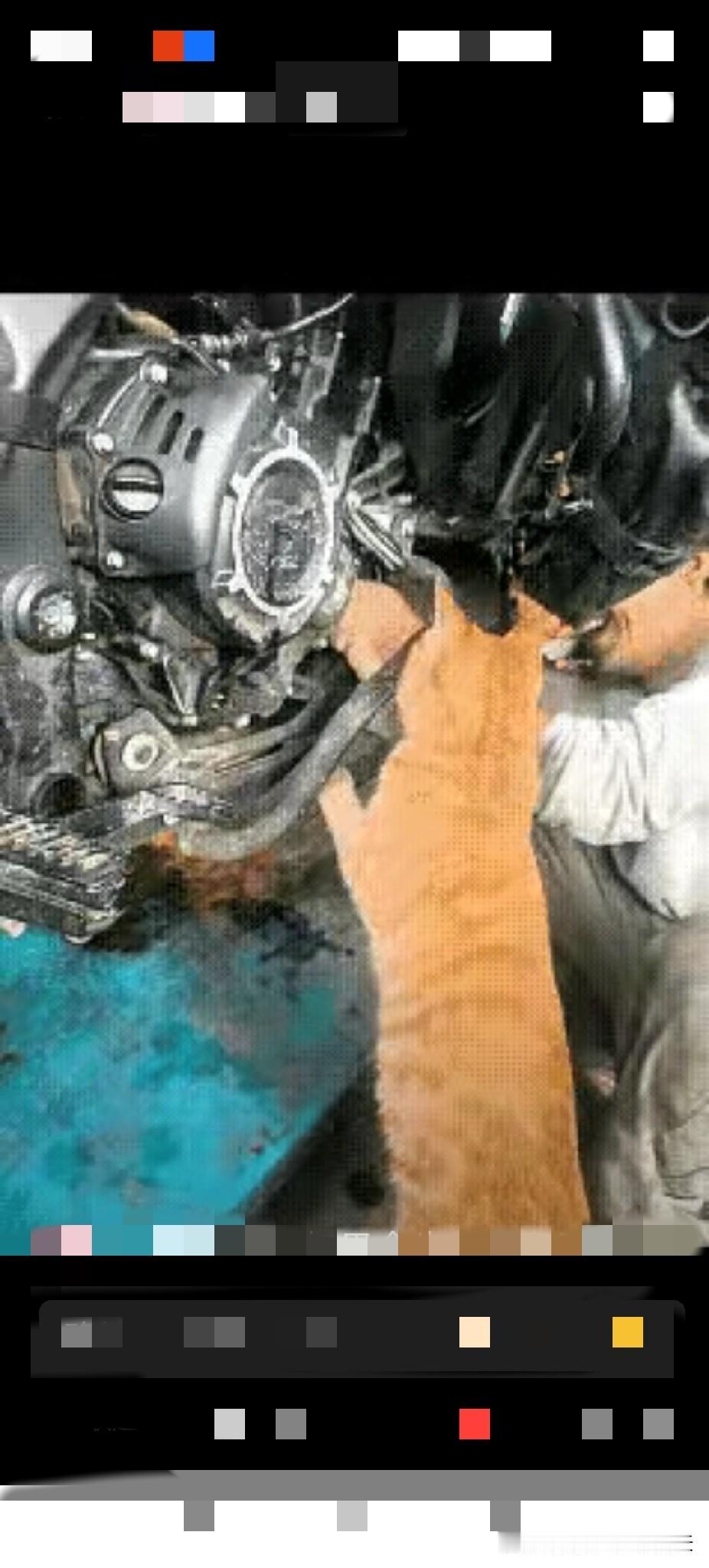 一位开汽车维修店的老板，养了一只猫，他每天维修车子时，猫都蹲在旁边看，过了五六年