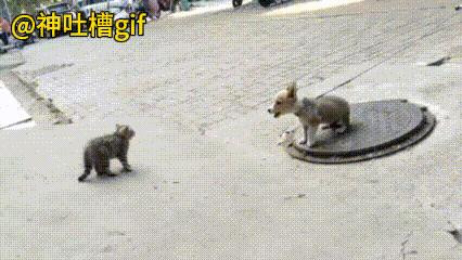 不带这样玩：小狗被拴住，一直朝着旁边的小猫叫，小猫知道小狗被拴着，伤害不到自己，