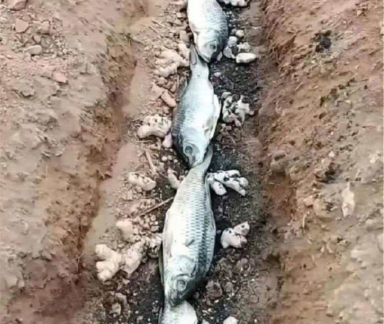 不懂就问，种生姜为啥放鱼？