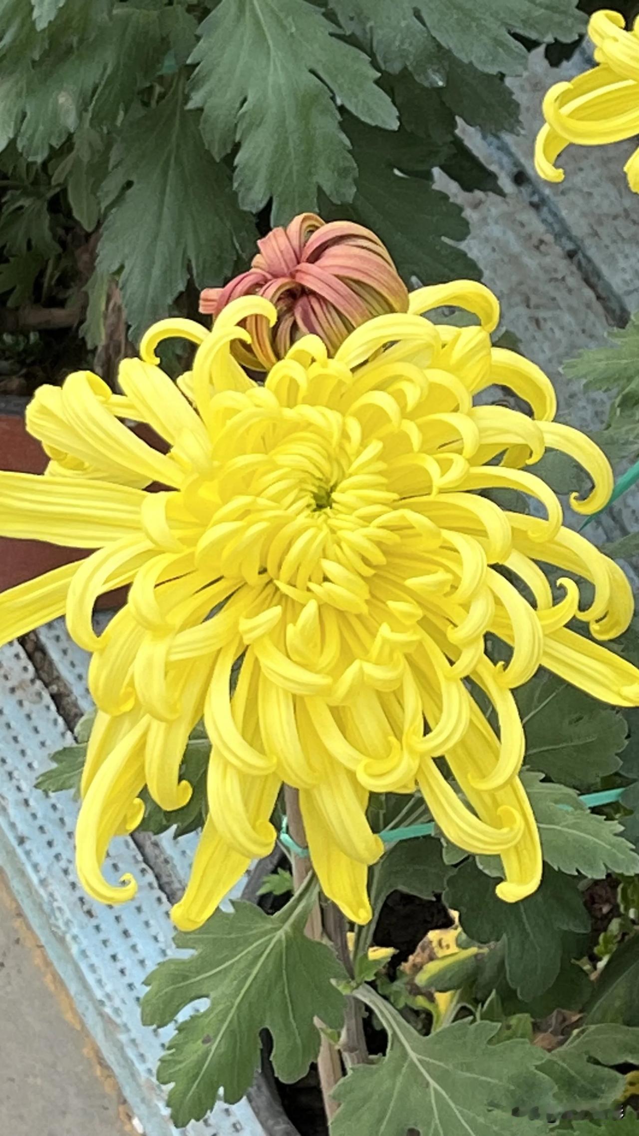 夏日生活打卡季前天下午二姨婆去世了，昨天我们去殡仪馆与二姨婆告别，今天去高碑