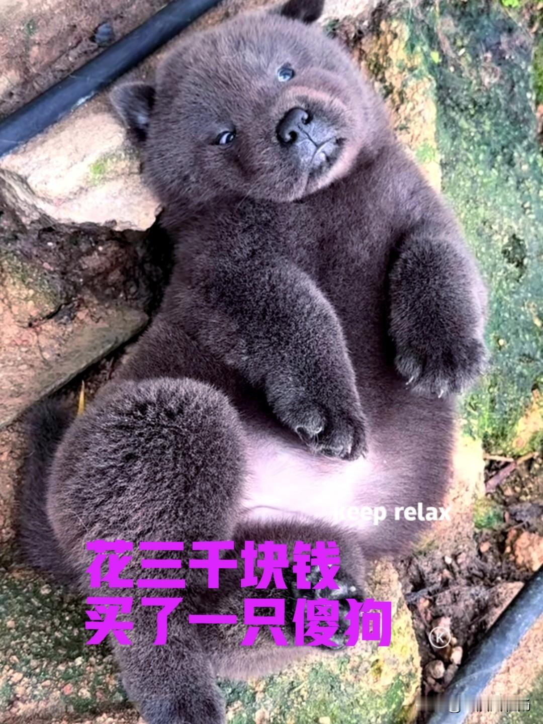 朋友花了三千块钱，在网上买了一只五黑犬。养了才半个月，朋友就感觉有些不对劲了。小