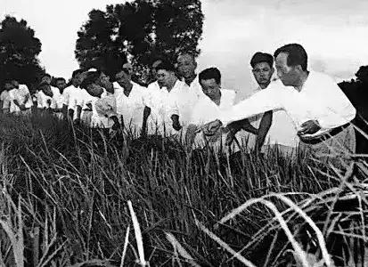 推广新品种种植！