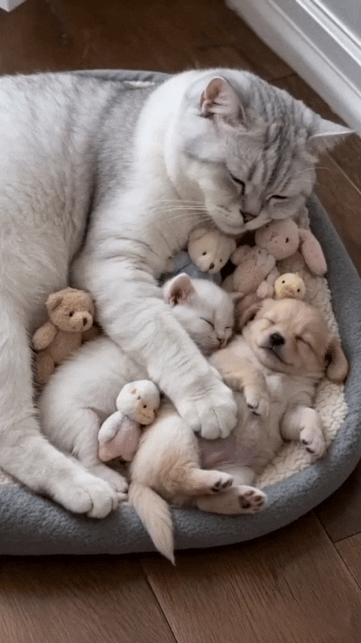 恁瞅瞅这暖心一幕！猫妈妈就生了独苗小猫，怕它孤单，主人给窝里摆了一堆小玩具。又把