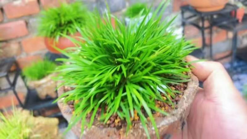 🌿【绿植风水·旺家三招】🌿1️⃣财位放大叶👉🏻客厅东南角摆「发财