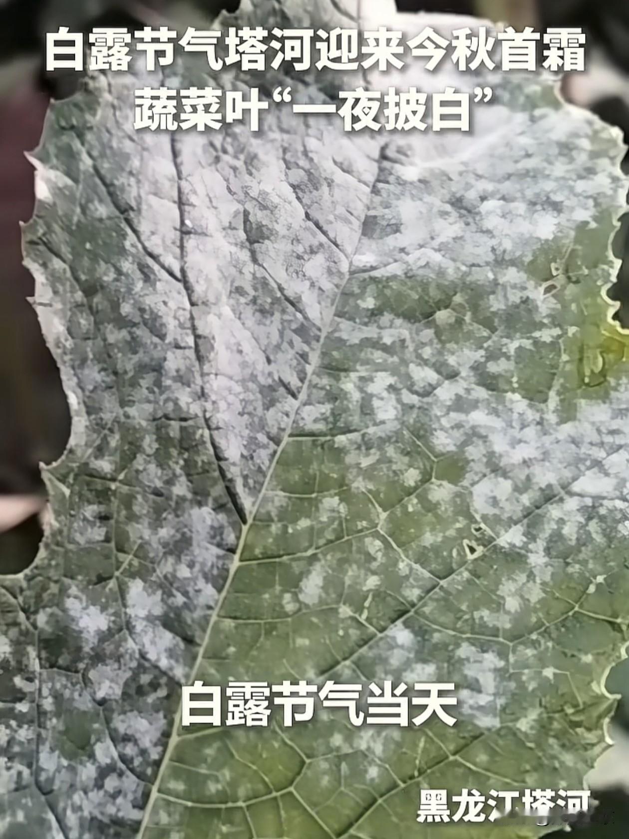 白露刚至，塔河已经迎来了冬天…都说白露秋分夜，一夜凉一夜，可谁能想到，位于