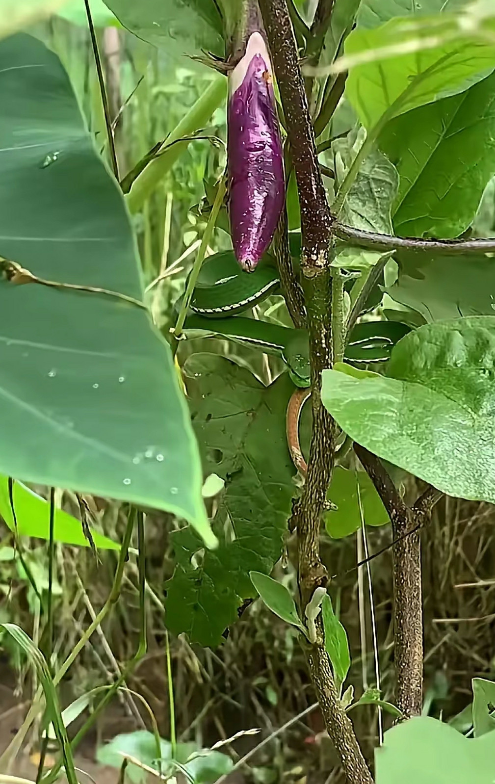 摘茄子被咬了怎么办