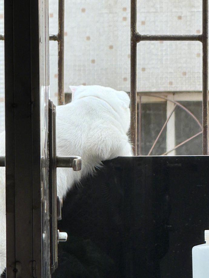 小猫的日常就是楼下听八卦