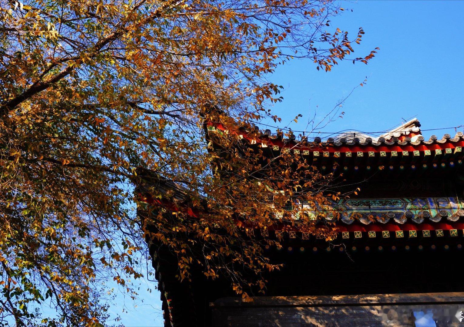 【初冬时节】冬初的陶然亭公园，像幅洗尽铅华的图画。柳丝褪尽绿裳，只剩疏枝勾勒晴空