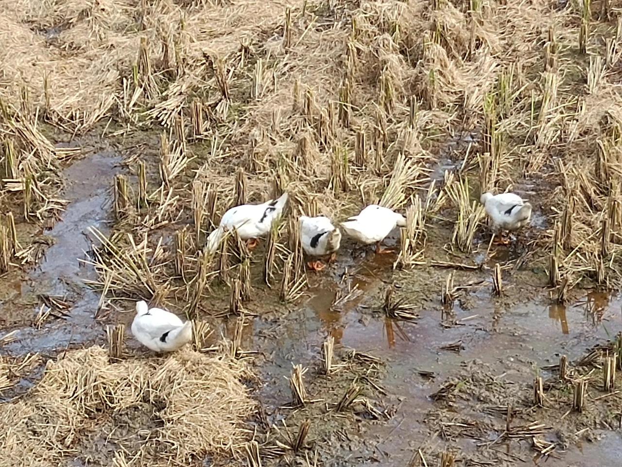 普通农民挣点钱有多难老妈养了十几只鸭子。今天帮她拿一个去卖给人家，活鸭16块一