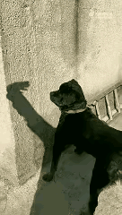 伤害性几乎为零，侮辱性却极大。这只蠢狗被它的主人用影子挑逗，一会勾它，一会搧它