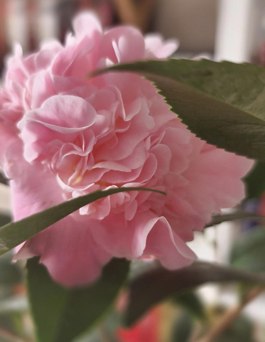 花开败了，要及时修剪，这样植株才能有能量爆出更多花苞。人亦如此，有些人离开了，是