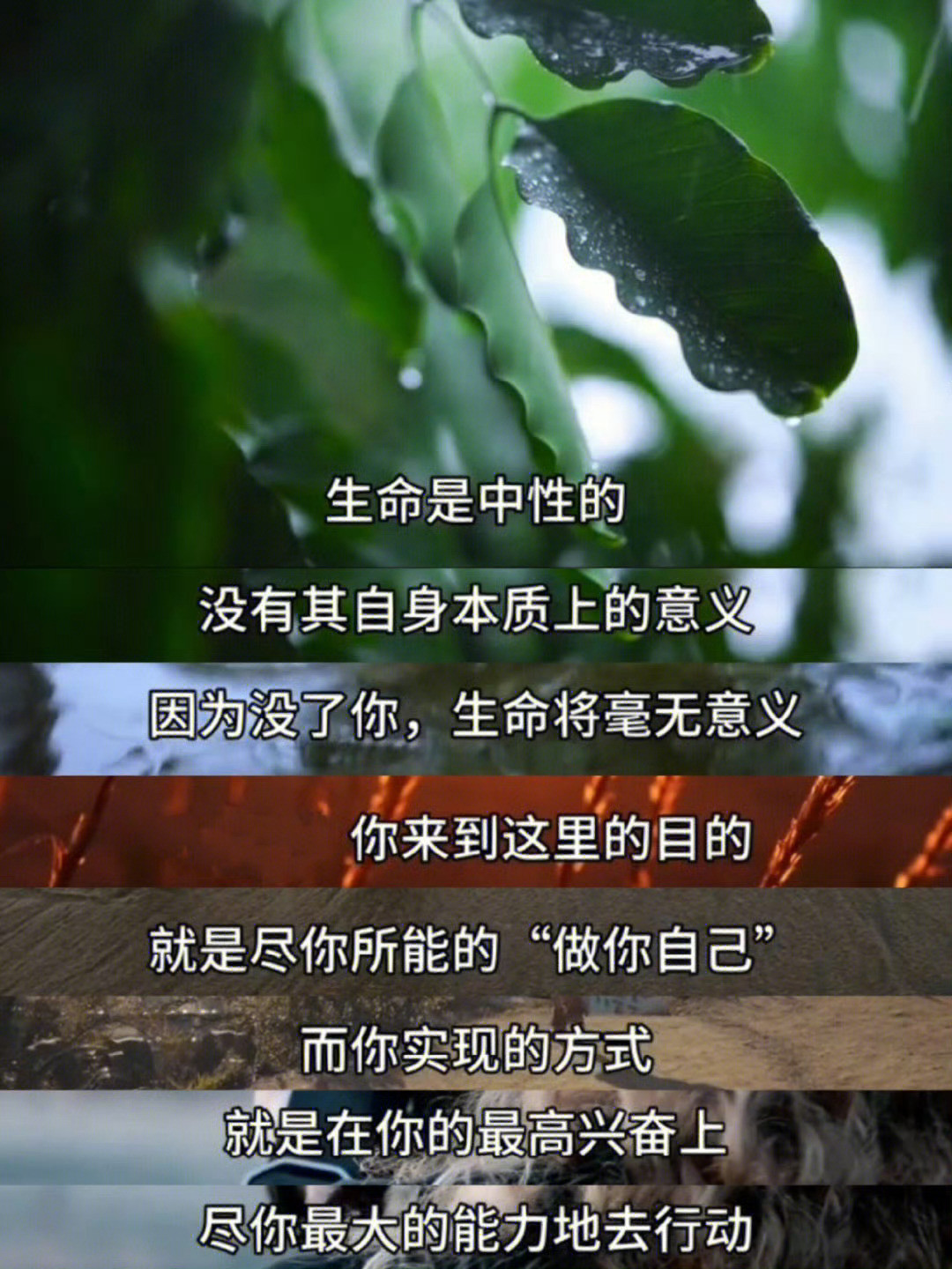 这是我听过的，对生命意义最好的诠释