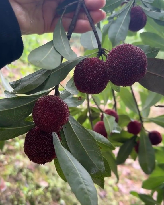 又到炫杨梅的好时节了浙产杨梅个头饱满硕大果肉紧实多汁，酸甜入味浙江好杨梅目前全