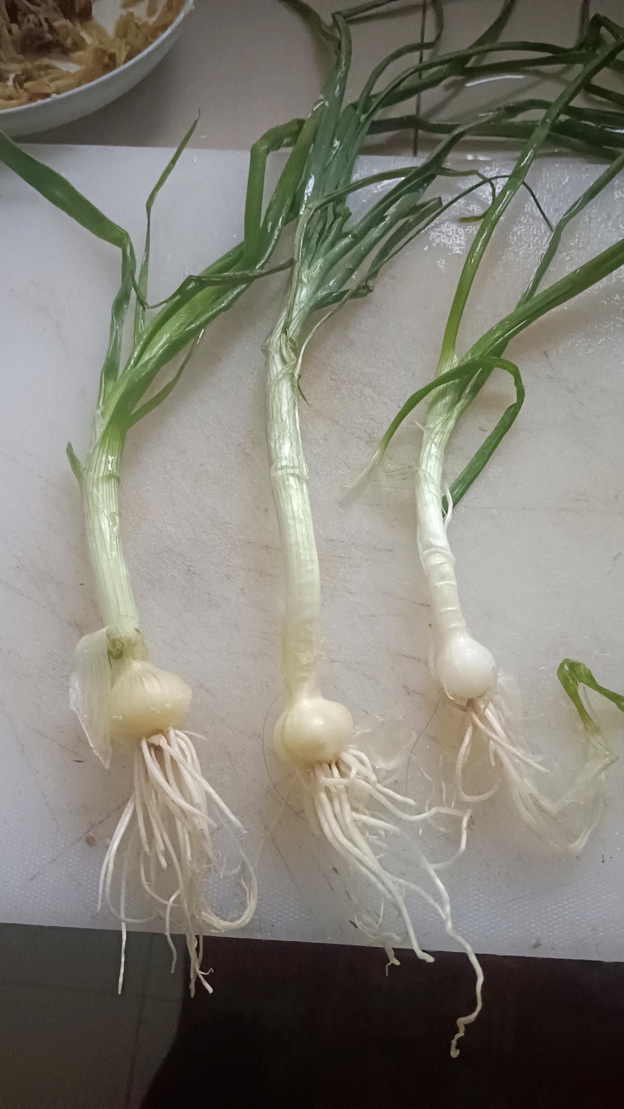 别人拍片青菜叶子火遍全网，我就不信，这三根野葱还比不上那菜叶子。