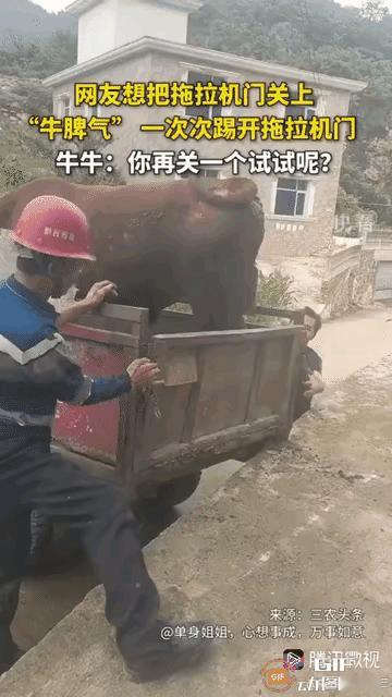 谁能想到，平时温顺听话的黄牛，被卖那一刻竟爆发出这么大的脾气，看得人心里又酸又解