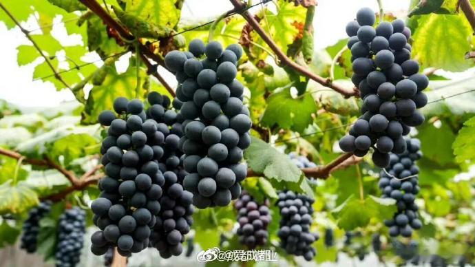 【成都本地葡萄正大量上市】min甜！盛夏七月，成都多地的葡萄园迎来了丰收季。在天