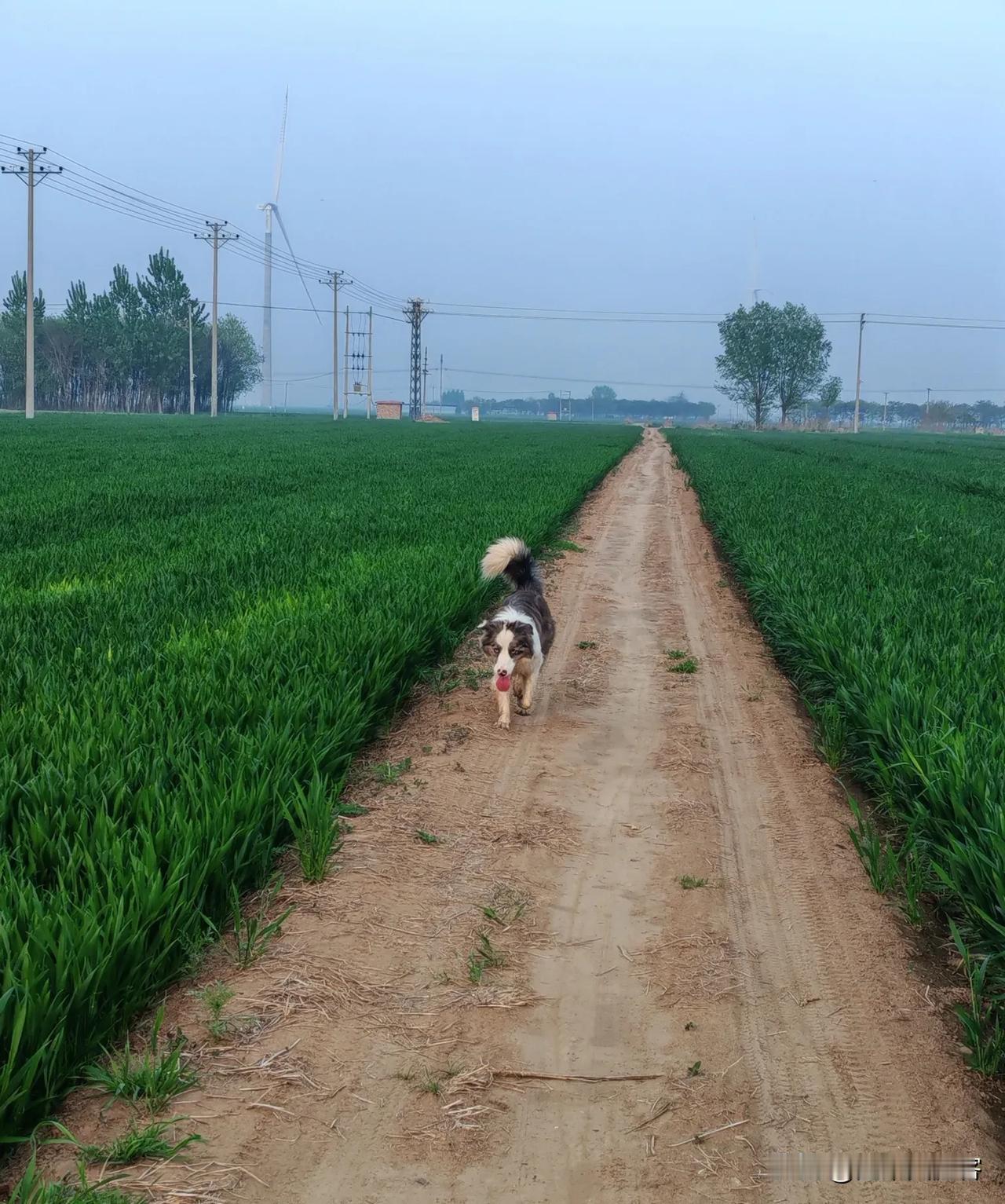 都说农民种地不赚钱，我咋算着种地很赚钱呢！从整地开始算吧:犁地/旋耕+秸秆