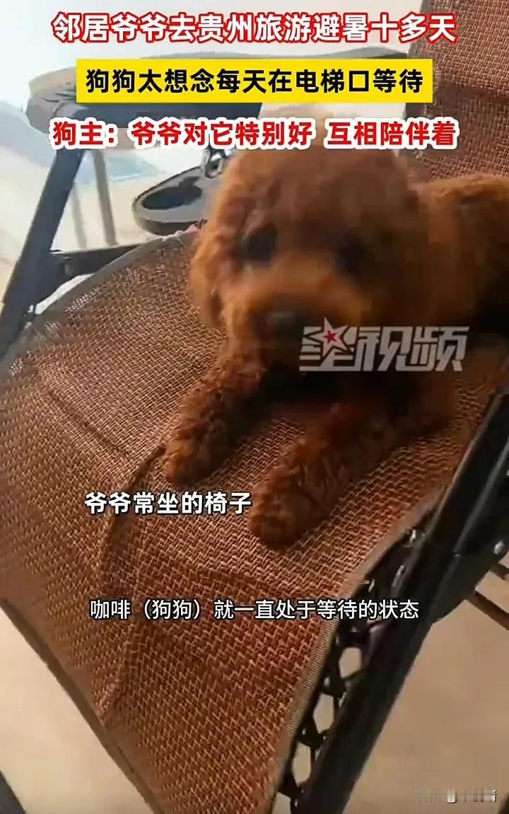 太暖心了！7月25日，上海一名女子发视频称，隔壁爷爷对自家养的小狗特别好，经常给