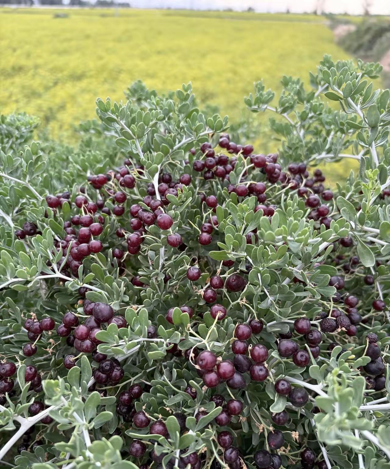 这棵树上的浆果看起来好美味！这是葡萄吗？🍇，谁吃过[作揖][玫瑰]