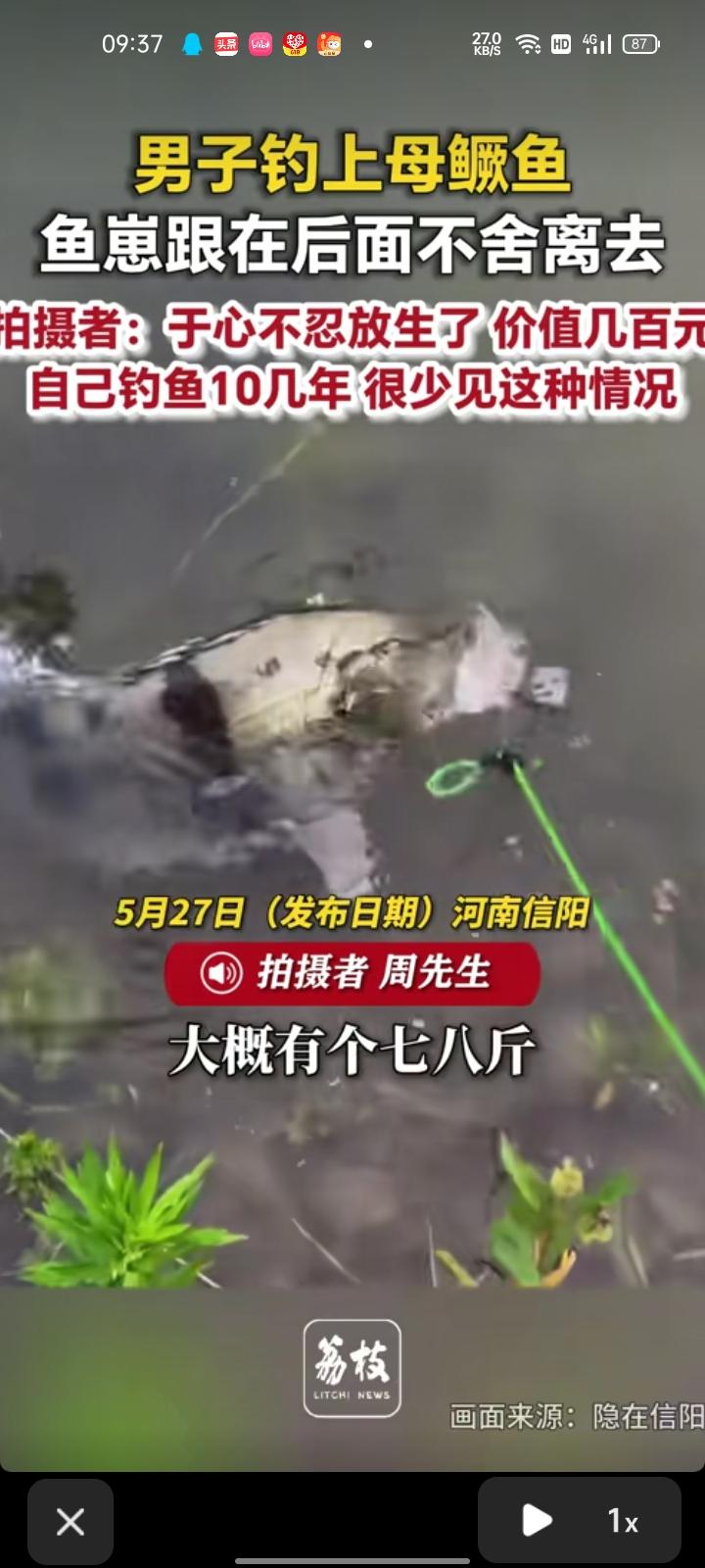 5月26日，河南信阳。网友发视频称，在河边钓到一条大鳜鱼，母的，有七八斤左右，就