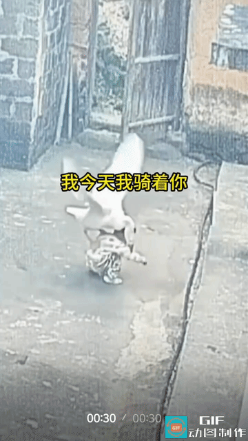 本来女主人可能是要炖鸡，这下子主人可能要变炖鹅了。大鹅也知道，大的不敢欺负，小
