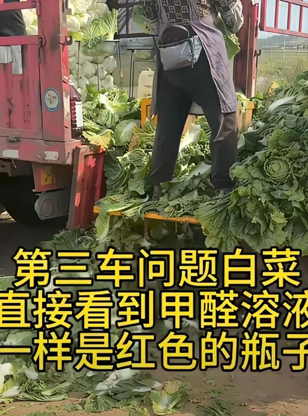 老百姓餐桌的天塌了！我一做蔬菜生意的朋友这样说他说这次是白菜，是只看见是白菜
