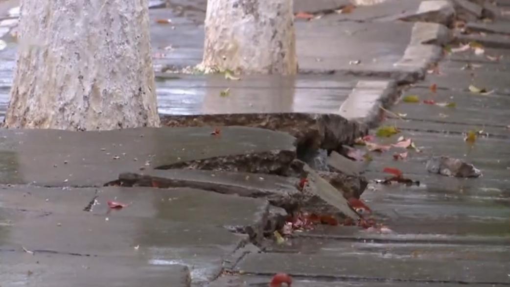 🔥吓人！树根拱裂人行道，市民步步惊心。昆明多条人行道被大树根顶起炸裂，地砖松动