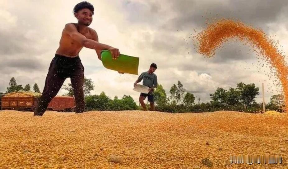 多米诺骨牌效应？中国改买巴西玉米，导致美国强迫印度买玉米“中国转向从巴西进口