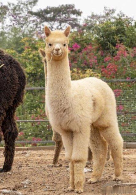 每座城市地图里都藏着一匹马到底是谁发现的？一百多座城市一键变马，创意离谱又上头，