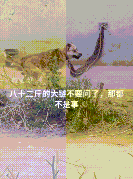 狗狗被加粗铁链拴起来，链子强度是够了，估计墙要加固了！