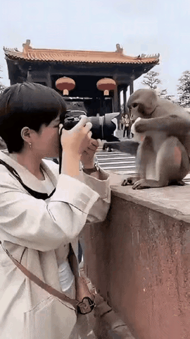 哎哟，笑死我了，猴子说，你都用相机贴在我的脸上了，不抓你抓谁家人们笑不活了