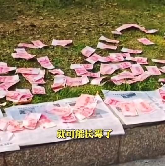 成都街头惊现“最壕晒钱”！一沓沓红色百元大钞，平铺在绿化带的台阶上，路过网友看得